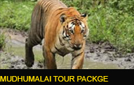 Mudhumalai Tour Package