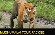 Mudhumalai Tour Package Mudhumalai Tour Package